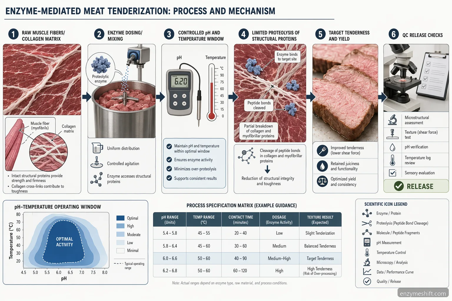 Meat processing enzymes process diagram mapping protease action, pH-temperature window, and QC release checks