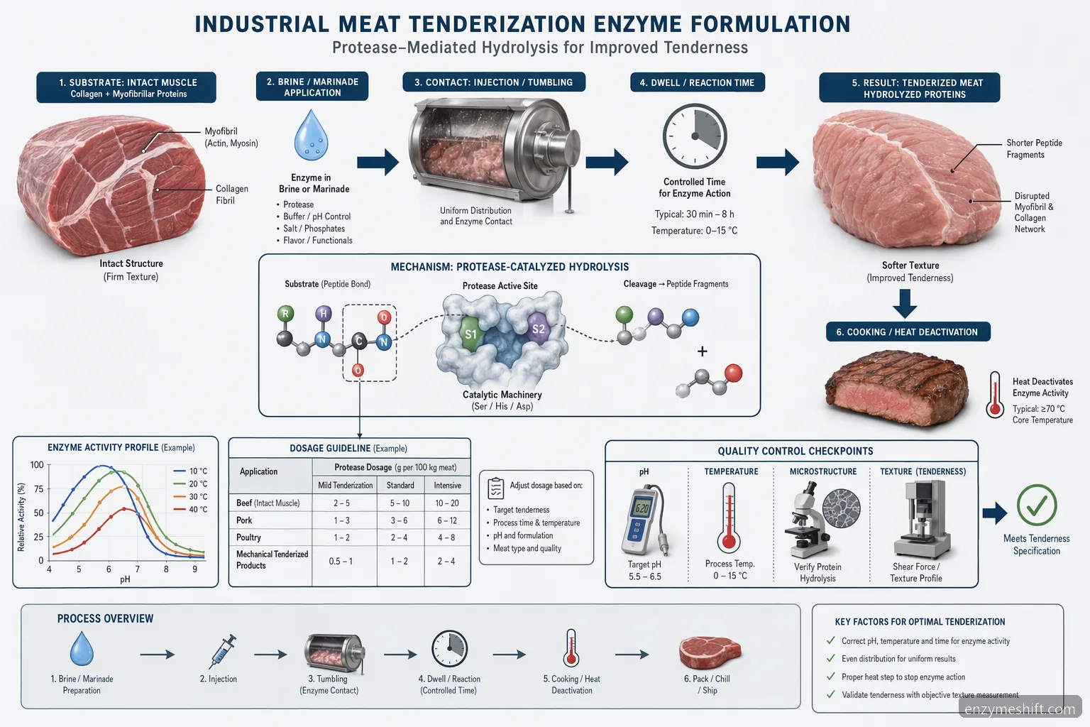 industrial meat processing enzymes meat tenderization formulation guide mechanism diagram with protease action and pH-temperature controls