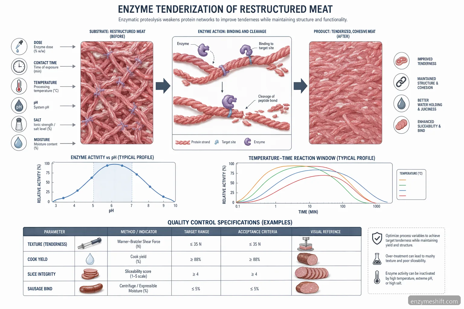 industrial restructured meat enzyme meat tenderization process diagram mapping enzyme action, reaction window, and QC checks