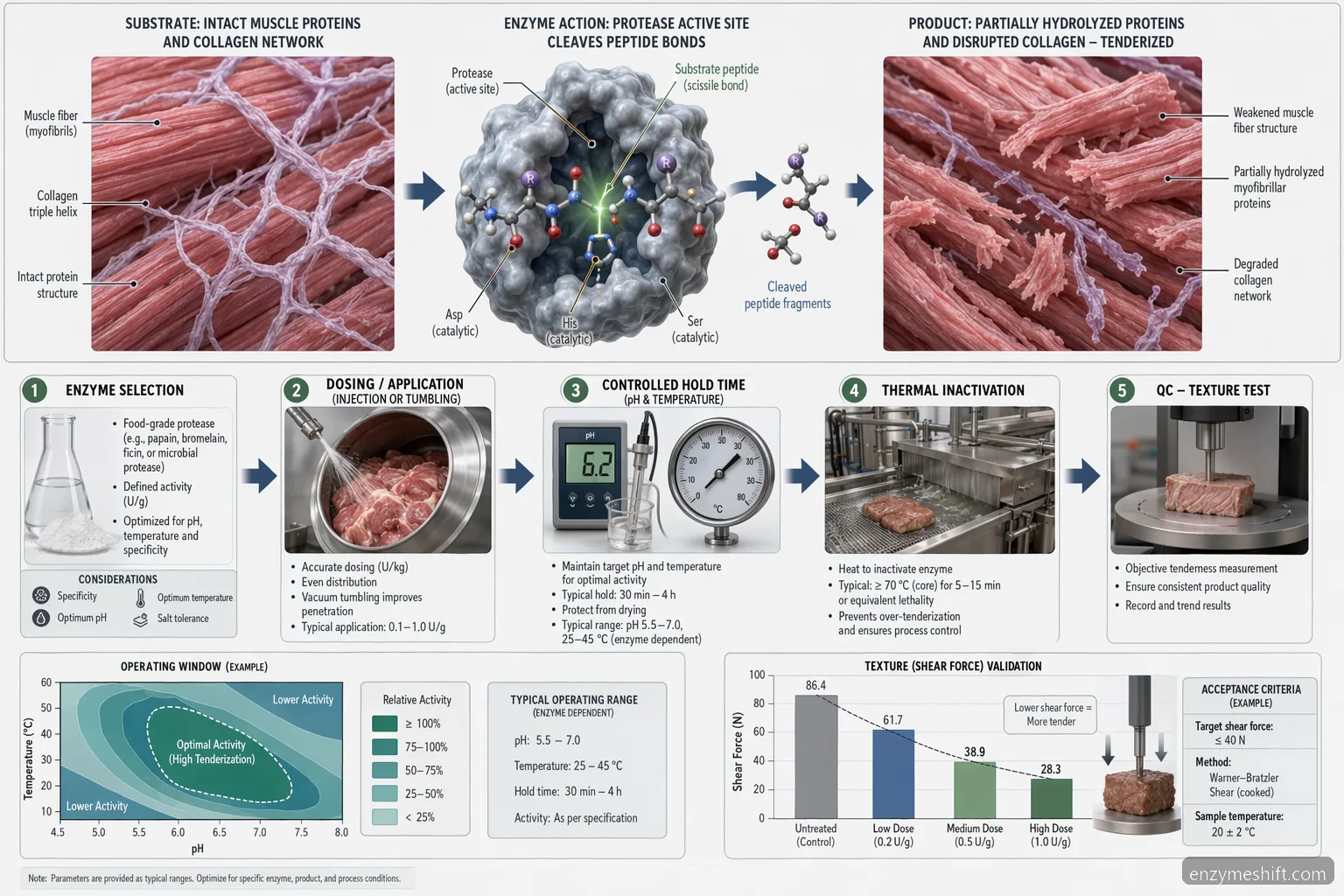 meat processing enzymes for meat tenderization process guide, protease action, pH-temperature window, and QC flow