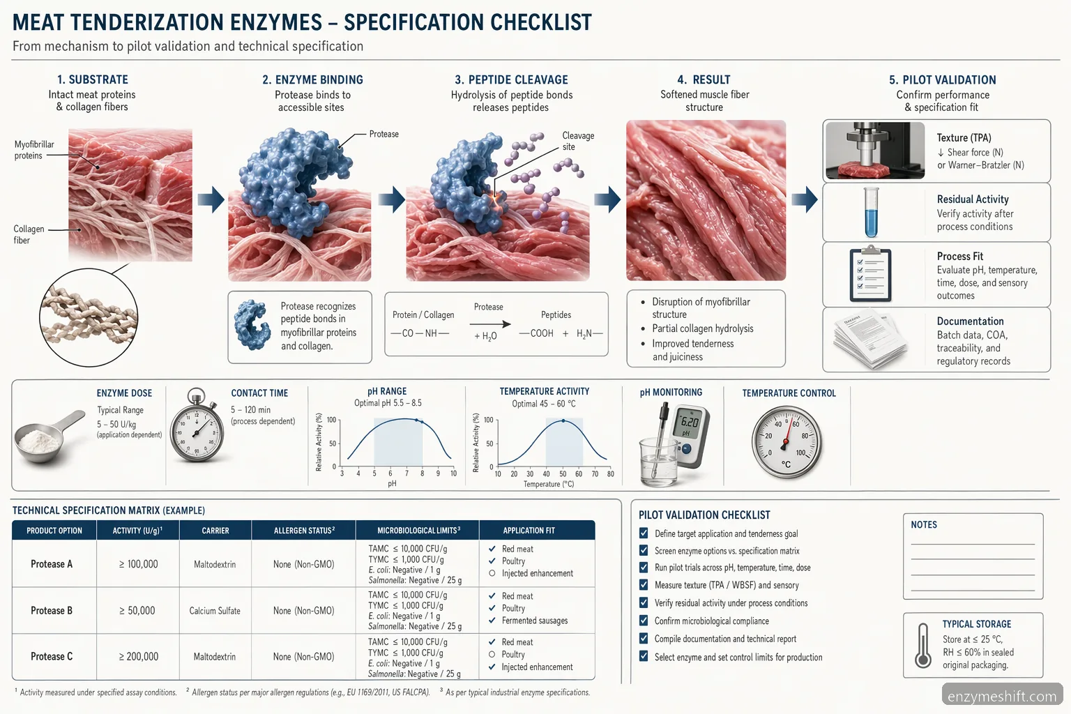 meat processing enzymes supplier for meat tenderization process diagram showing protease action, pH and temperature controls