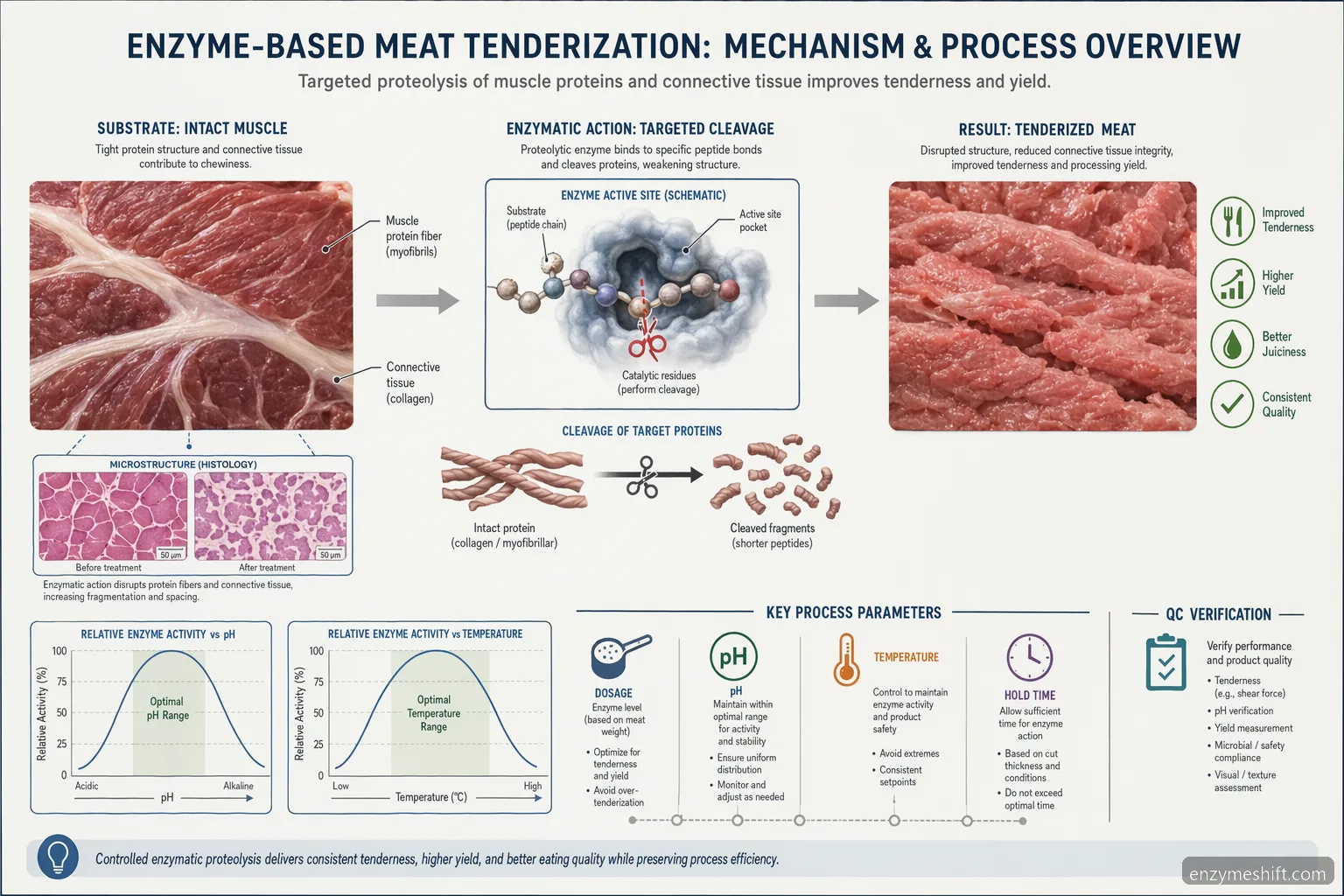 meat tenderizer enzyme for meat tenderization mechanism diagram showing protein cleavage, pH curve, and temperature curve