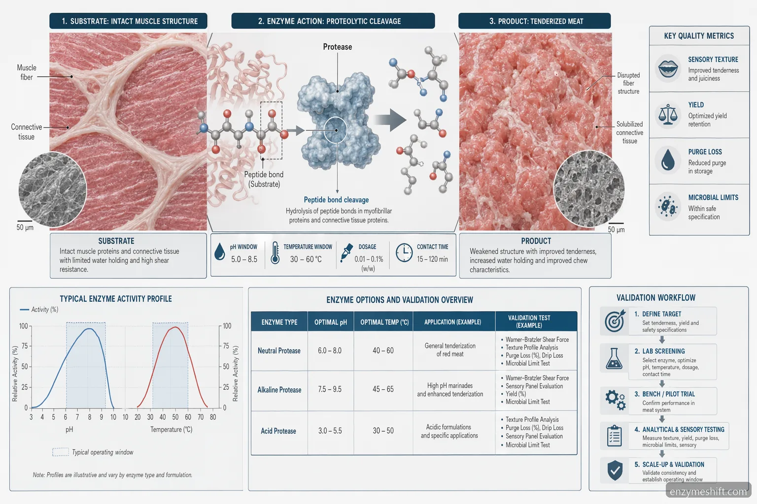 Meat tenderizer enzyme supplier for meat tenderization mechanism showing protease cleavage, pH-temperature windows, and QC tests
