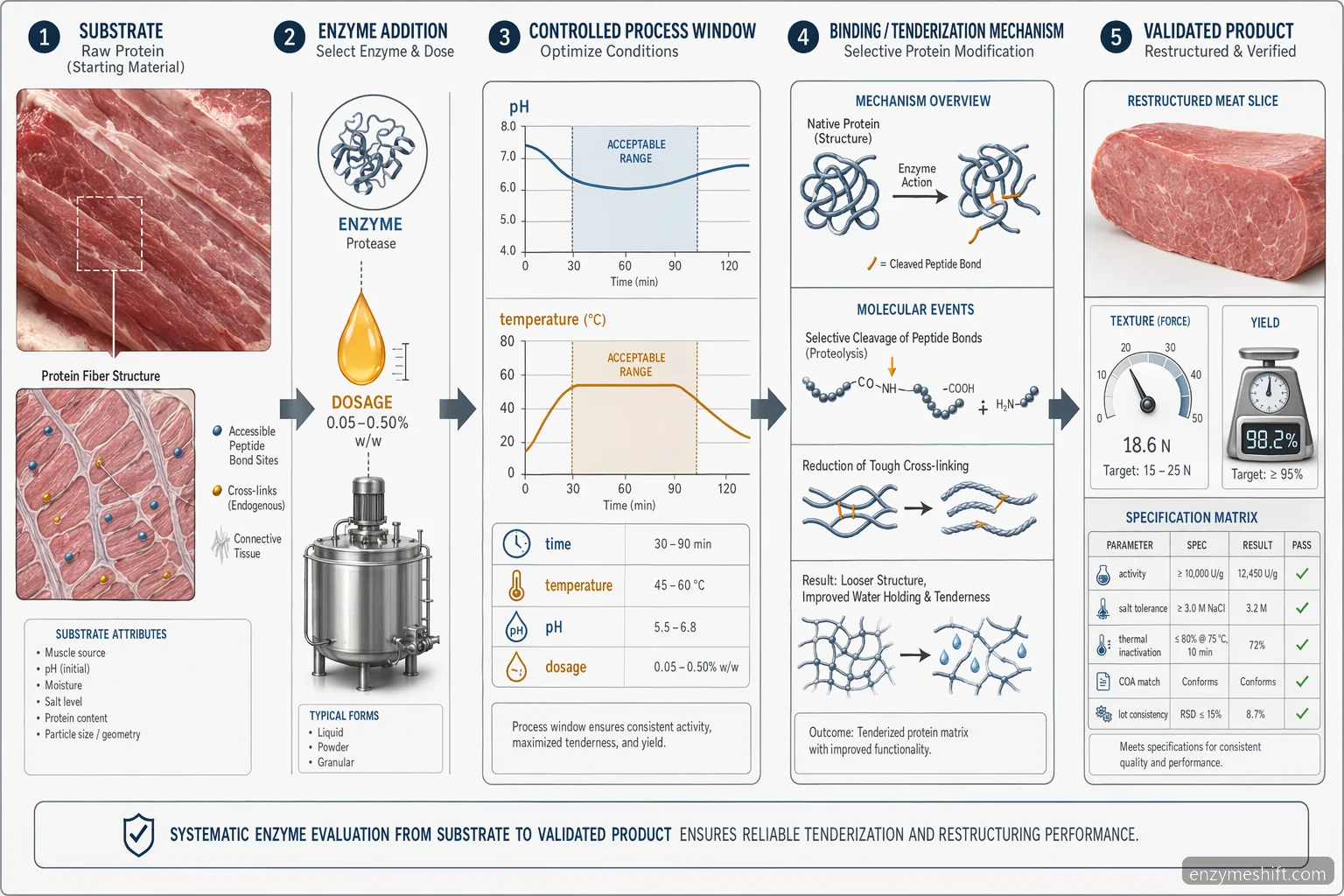 restructured meat enzyme for meat tenderization process diagram shows pH, temperature, dosage, binding, and validation checks