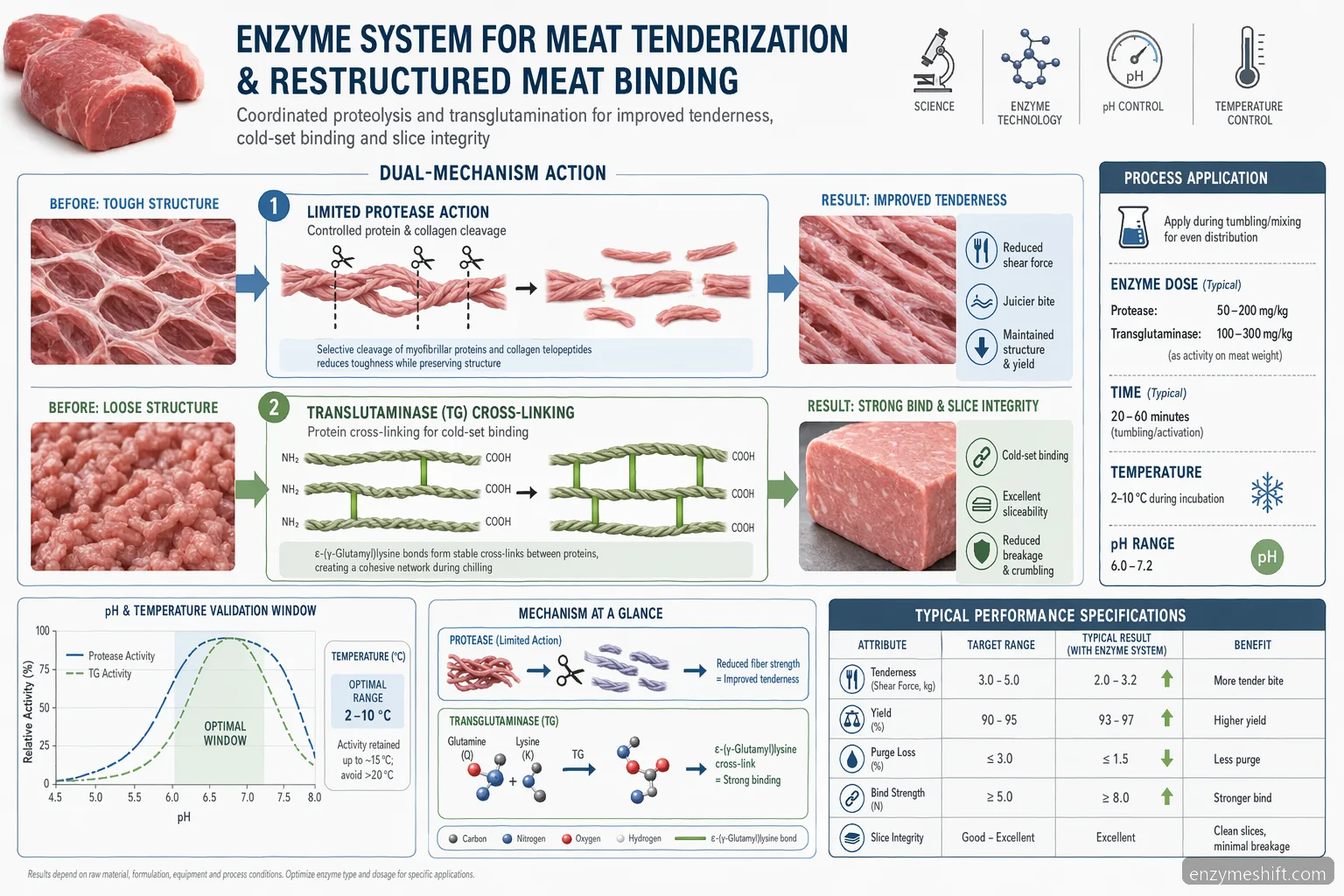 restructured meat enzyme supplier for meat tenderization mechanism with protein cleavage, cross-linking, and validation curves